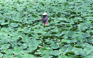 nhung canh dong hoa mua nuoc noi